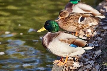 Close-up of a cute family pair of wild ducks on the shore of the lake. Mallard ducks near the pond