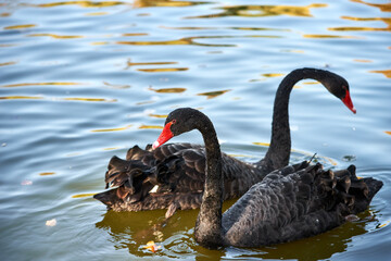 A pair of black swans floating on the surface lake. Black swans swimming in the water