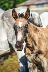 Portrait of a cute molting foal in the herd on the farm. The foal is shedding baby hair and has a mottled appearance