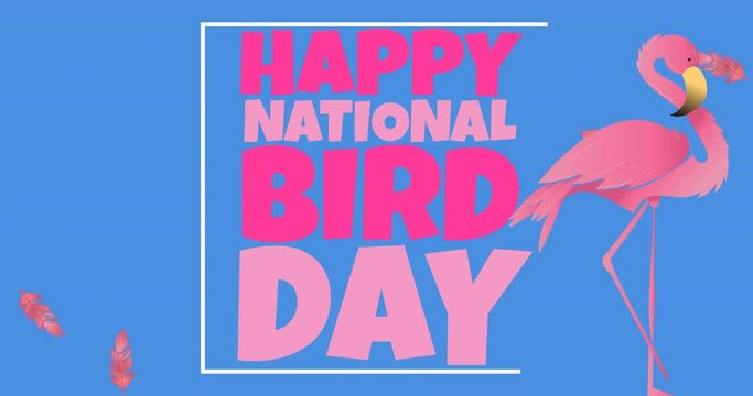 Animation of national bird day text in pink, with flamingo and falling pink feathers, on blue