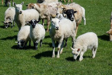 Ewe and lamb in field