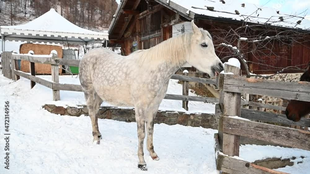 Wall mural cavallo arabo neve