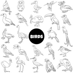 black and white cartoon birds species animal characters big set