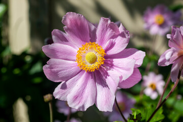 Anemone x Hybrida 'Margarete' a summer autumn fall flowering plant with a pink summertime flower commonly known as Japanese anemone, stock photo image