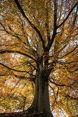 Sunlighted thru tree in yellow autumn colours in a park, West Sussex, UK