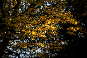 Yellow autumn leaves in park on a trees, West Sussex, UK.