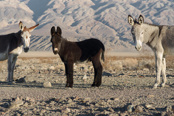 This image shows a mother, father, and young feral donkeys near Death Valley National Park.