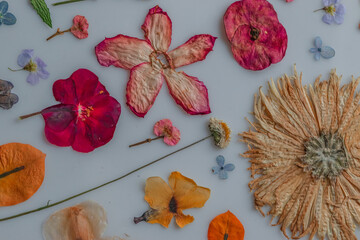 Close up of a colorful collage made with pressed flowers over a light table