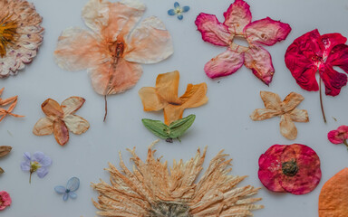 Close up of a colorful collage made with pressed flowers over a light table