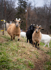 goats looking at you