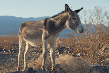 Image of a feral donkey shown near Death Valley National Park in California.