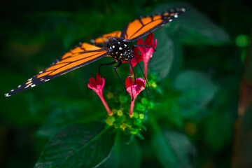 monarch butterfly on a flower