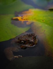 bull frog in water