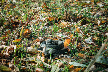 Small non-venomous snake in the temperate latitudes of Eurasia. The snake curled up in a ball in the grass and autumn leaves.