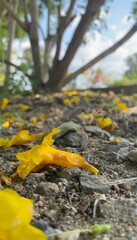 Obraz premium yellow autumn leaves