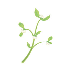 mitletoe with white berries