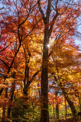 Fototapeta premium 紅葉の富士吉田市鐘山の滝