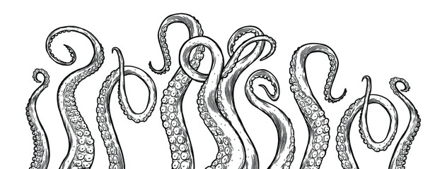 Tentacles of octopus, vector hand drawn collection of illustrations. Black and white engraving style drawings. Tentacle straight and with rings in different angles.  © Very Well Studio