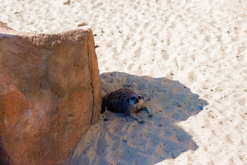 The meerkat lies under the shadow of a stone in the sand.