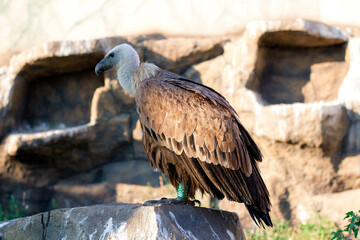 Griffon Vulture, Gyps fulvus sits on a rock. Portrait. Africa, wild world.