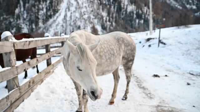 cavallo arabo 