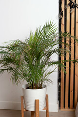 Areca flower chrysalidocarpus in a white pot, with wooden legs next to the bed. Against the background of a white wall and a wooden one.