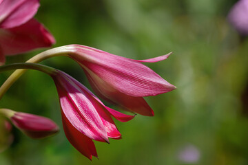 Fairy lily also known as rainflower, Zephyranthes rosea on blurred green background. Bokeh effect.