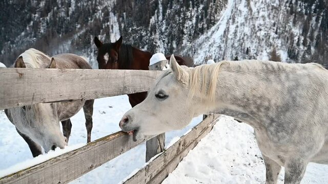 cavallo arabo neve 