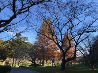 メタセコイアの紅葉