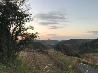 大豆のハザ掛け