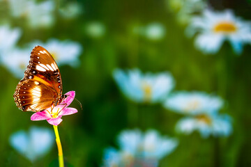 A brown butterfly flies over a rain lily flower, green plant background and colorful flowers, copy space