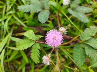 creeping mimosa pudica pink flower
