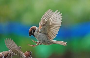 鳥, フライング, フライト, 羽, 空, 羽ばたき, 野生生物, 自然, 動物, 浮遊感, 瞬間, 仲間, 黒, 猛禽, くちばし, 捕食者, ウィルト, 羽根, 餌, 青, 緑,ブルー