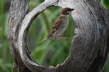 穴の空いた木と雀
