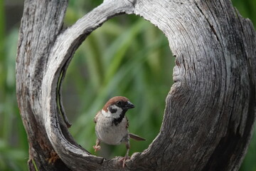 鳥, フライング, フライト, 羽, 空, 羽ばたき, 野生生物, 自然, 動物, 浮遊感, 瞬間, 仲間, 黒, 猛禽, くちばし, 捕食者, ウィルト, 羽根, 餌, 青, 緑,ブルー