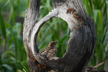 鳥, フライング, フライト, 羽, 空, 羽ばたき, 野生生物, 自然, 動物, 浮遊感, 瞬間, 仲間, 黒, 猛禽, くちばし, 捕食者, ウィルト, 羽根, 餌, 青, 緑,ブルー