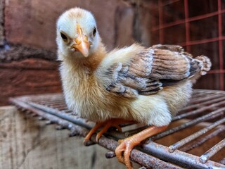 chicken in the nest