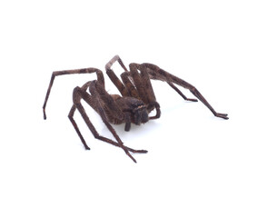 Australian Huntsman Spider on a white background