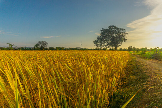 Rice Field low angle © alex