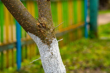 Whitewashed bark of tree growing in sunny orchard garden on blurred background. Spring gardening, preparing the tree for spring.