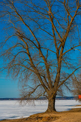 Fototapeta na wymiar A huge tree on the shore of a frozen lake against the background of a blue sky, a tree on the beach