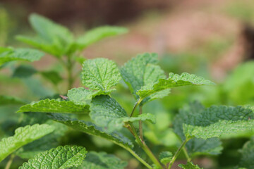 close up of mint