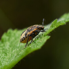 green shield bug