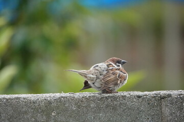 Naklejka premium 羽ばたく雀