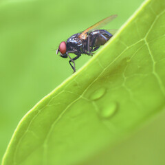 close up of fly