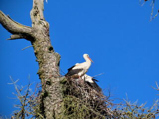 Stork in nest high on top of leafless larch tree in early spring in the biggest white stork 'Ciconia ciconia' colony in the Baltic states - Matisi, Latvia 