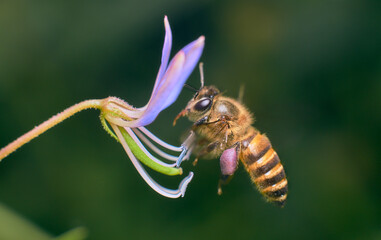 bee on a flower