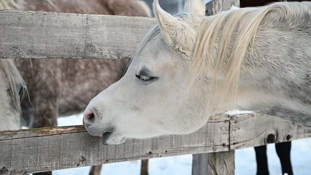 cavallo arabo 