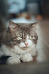 The Cymric cat stock photo.