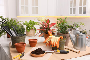 Beautiful houseplants and gardening tools on table indoors